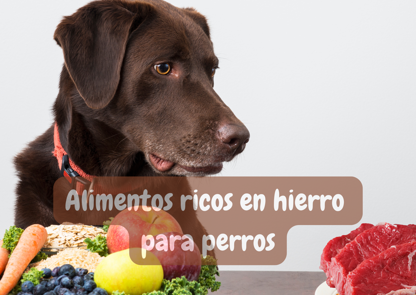 Alimentos ricos en hierro para perros