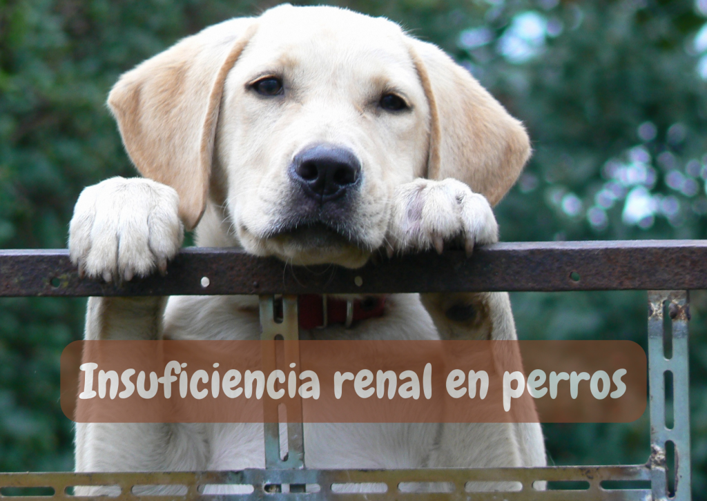 qué comida debo darle a mi perro con insuficiencia renal