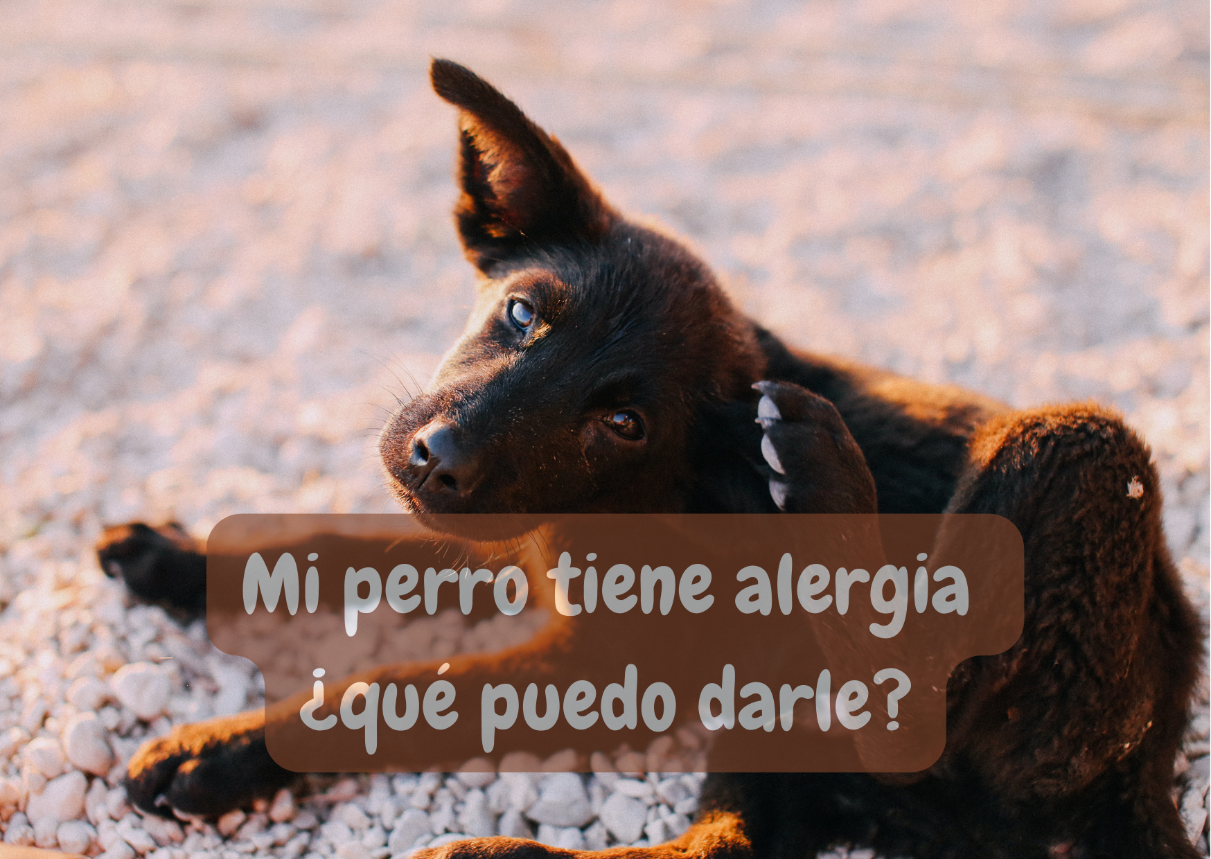 Mi perro tiene alergia, qué puedo darle