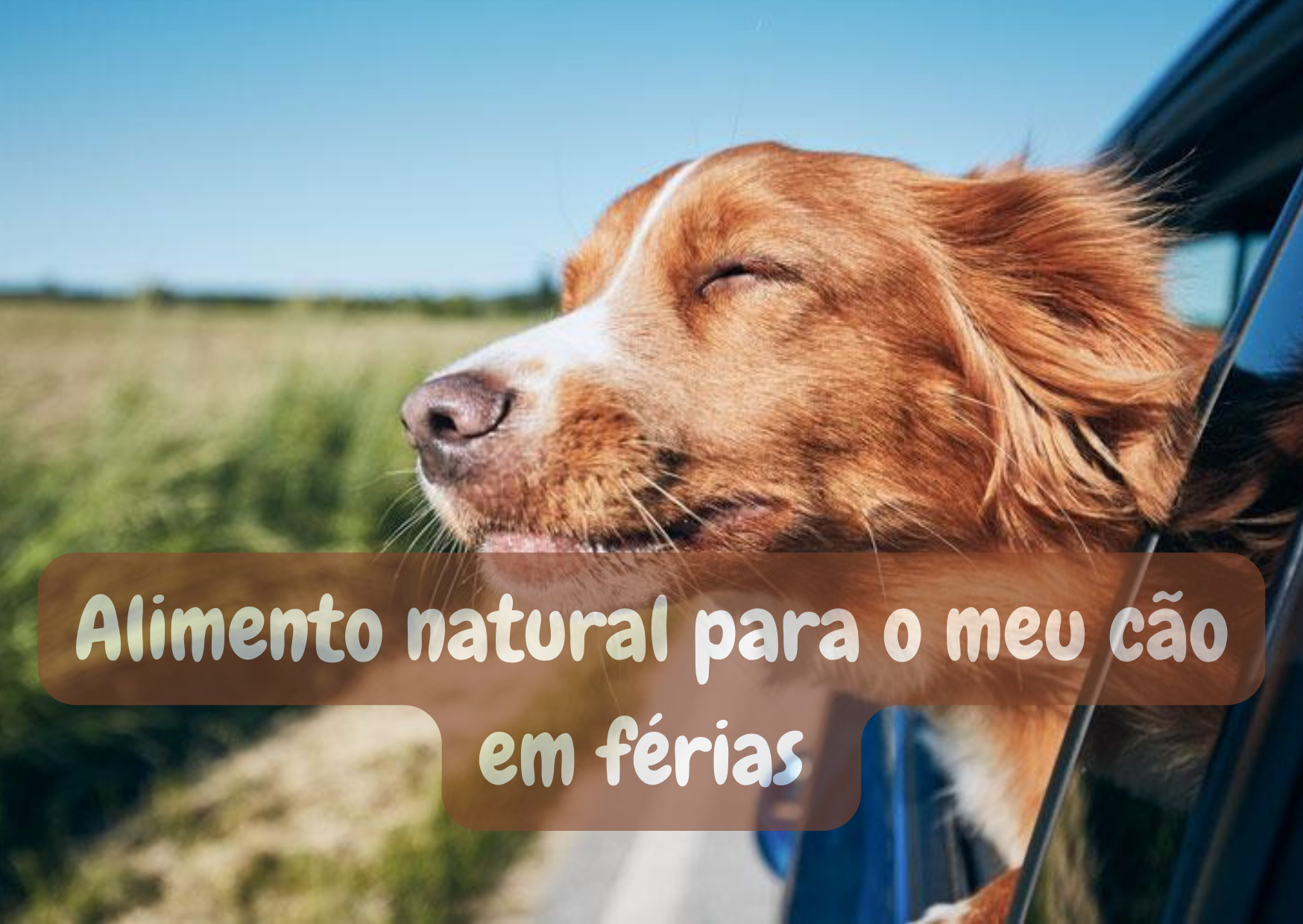 Alimento natural para cães quando viaja