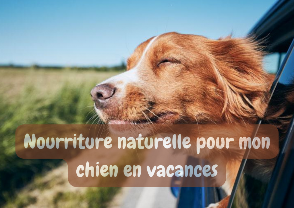 Nourriture Naturelle Pour Mon Chien En Vacances - AltuDog