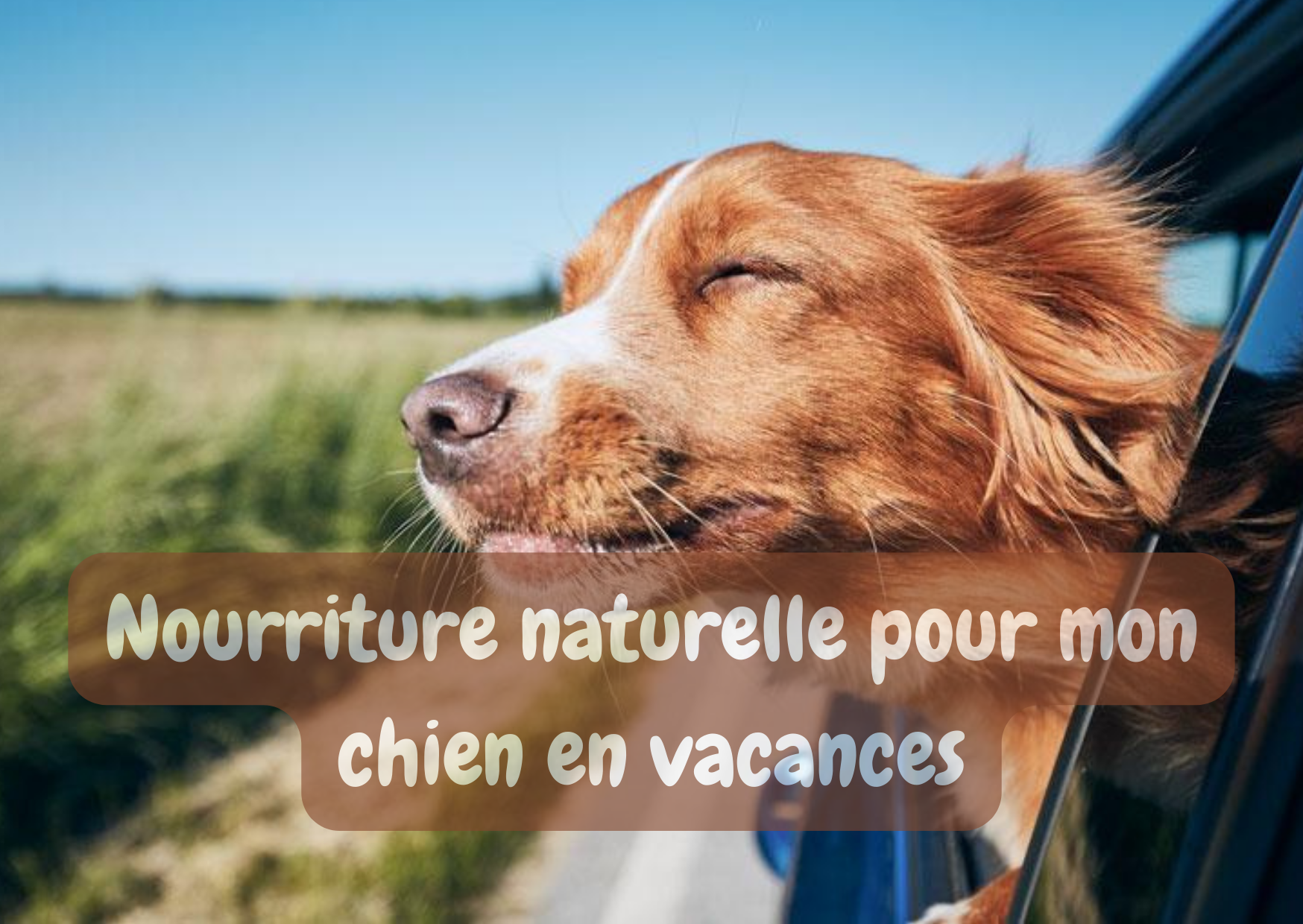 aliments naturels pour chiens à emporter en voyage ou en vacances