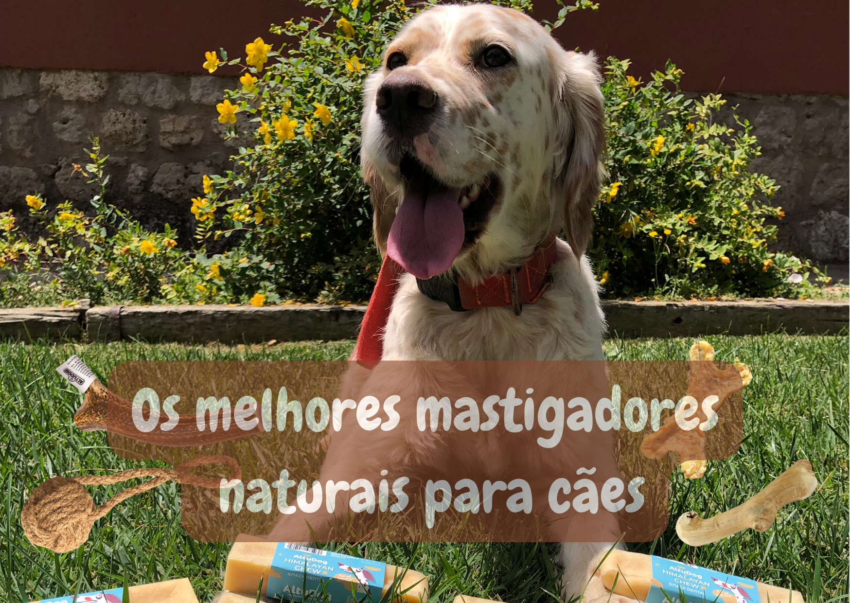 Descubra os melhores mordedores naturais para cães e as características que devem ter para serem seguros.