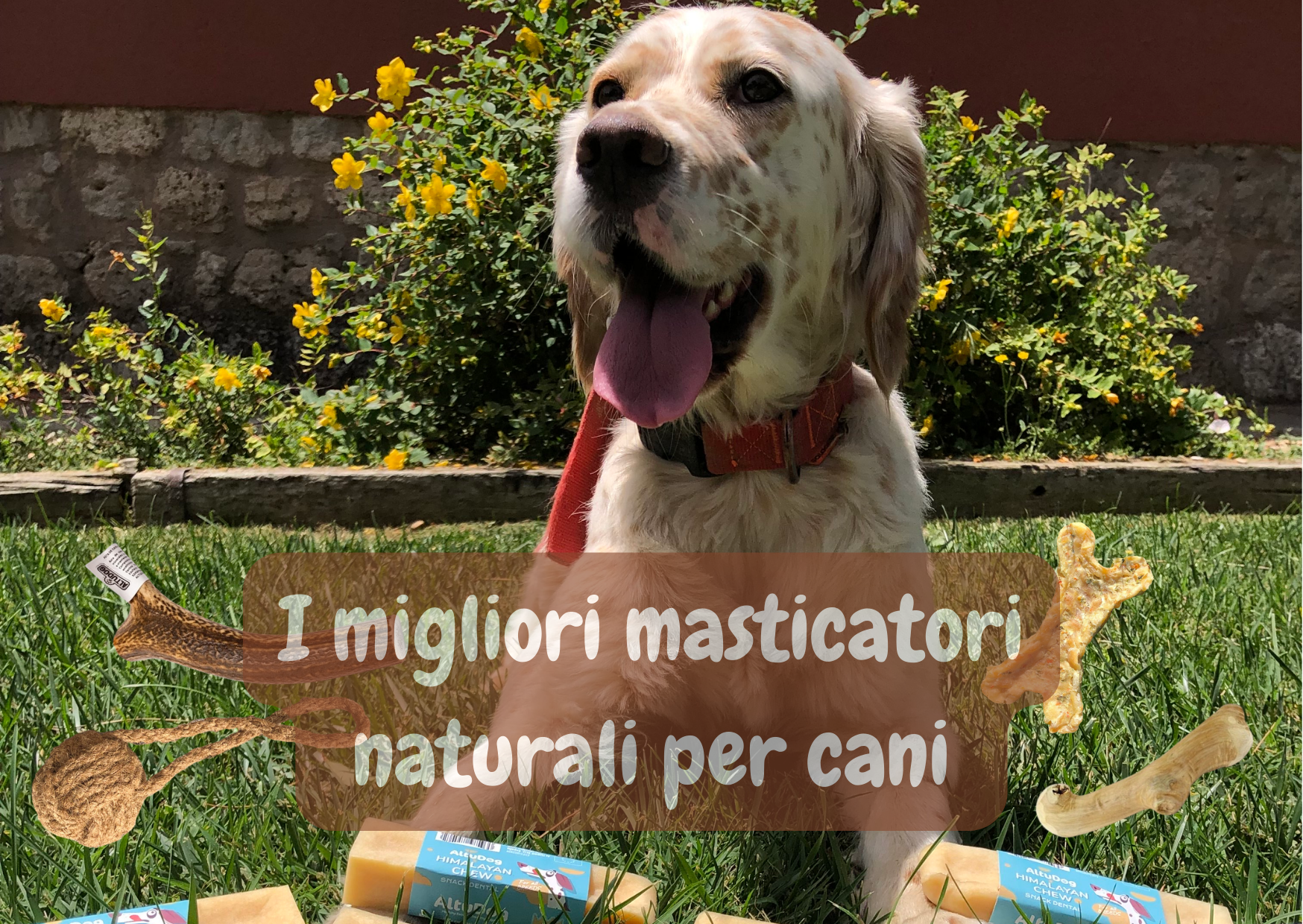 I migliori masticatori naturali per cani.