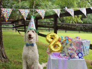 cumpleaños perro parque