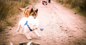 perros jugando cumpleaños perros