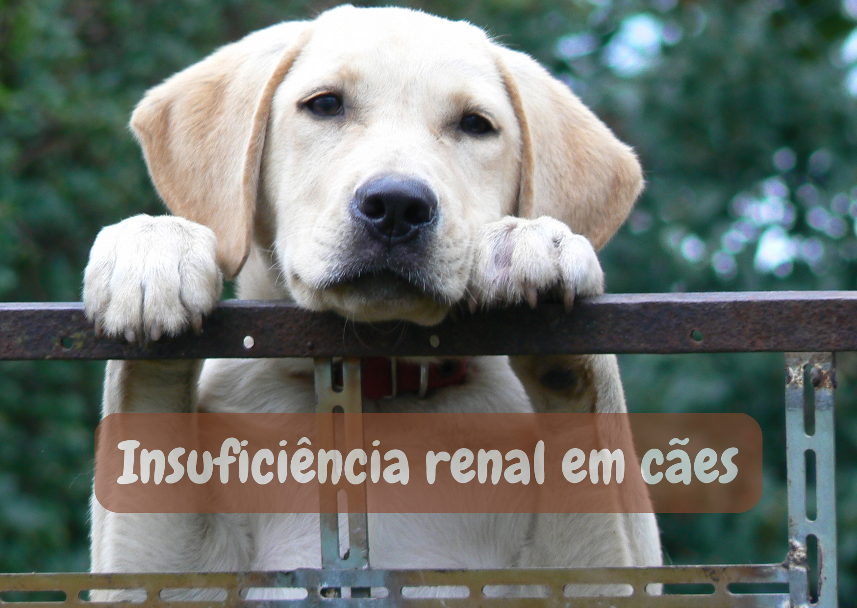 Insuficiência renal em cães