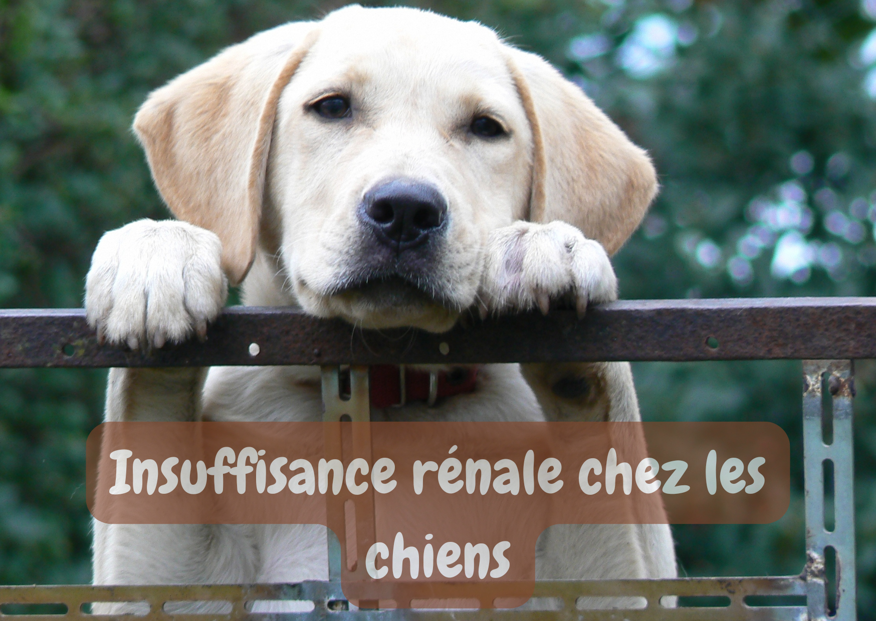 Insuffisance rénale chez les chiens