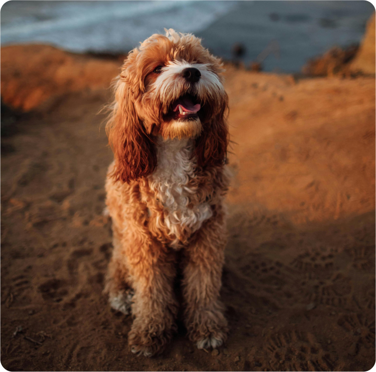 Wie viel sollte mein Hund fressen?